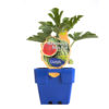 Watermelon Baby Red 125mm