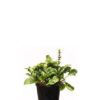 ajuga reptans 14cm 140mm
