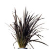phormium black beauty 20cm 200mm