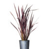 wildwood new zealand flax 20cm 200mm