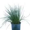 Zephyranthes Candida for Sale