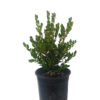 Buxus Faulkner for Sale