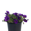 CALIBRACHOA CALIPETITE BLUE 14cm / 140mm