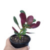 Purple Succulents for Sale | Spring Colours