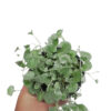 Dichondra Silver Falls at Spring Colours