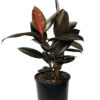 Ficus Elastica Burgundy - Spring Colours Nursery