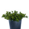 Gardenia Radicans for Sale