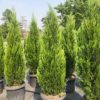 Juniperus Chinensis Spartan