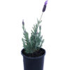 Lavender Avonview