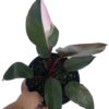 pink princess philodendron for sale