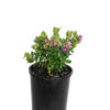 Where to Buy Polygala Little Bibi | Spring Colours