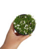 Pratia Pedunculata White in Sydney - Spring Colours Nursery