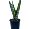SANSEVIERIA TRIFASCIATA LAURENTII 13cm / 130mm