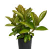 Emerald Lustre Viburnum
