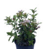 Viburnum Tinus Hedge Spring Colours