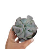 Echeveria Cubic Frost