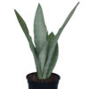 Sansevieria Moonshine