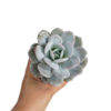 Echeveria Lauii for Sale - Spring Colours Nursery