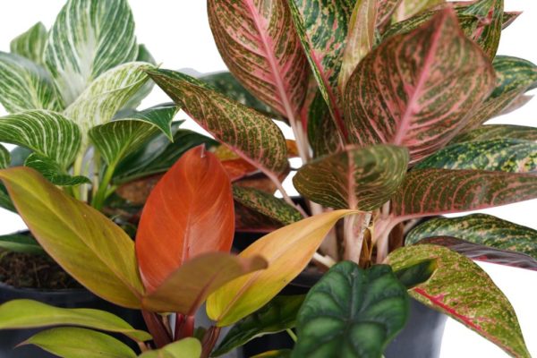 Spring Colours Indoor Plants