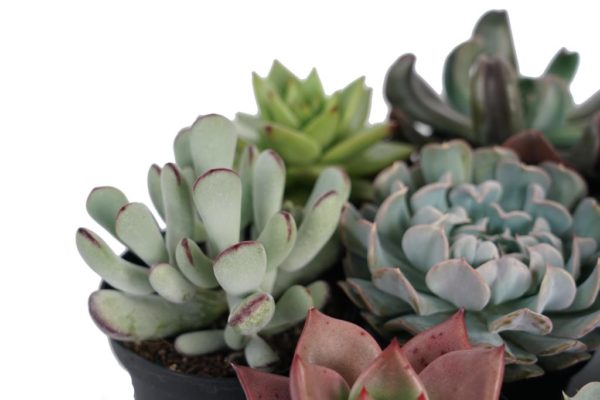 Spring Colours Succulents Cacti