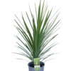CORDYLINE KASPAR GREEN