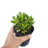Crassula Ovata Hobbit
