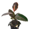 Ficus Elastica Ruby