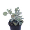 Kalanchoe Silver Spoons at Spring Colours in Sydney