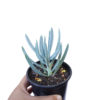 BLUE CHALK STICKS
