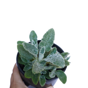 Lambs Ear Plant for Sale- #1 Plant Supplier | Spring Colours