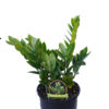 Zamioculcas Zamiifolia Zanzibar Gem