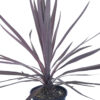 Cordyline Red Sensation at Spring Colours
