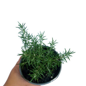 Buy Prostrate Rosemary