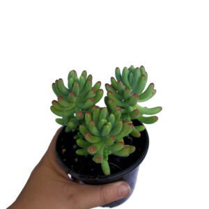 Sedum Jelly Beans