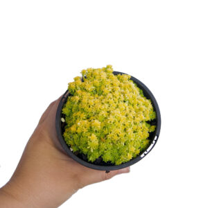 Sedum Tokyo Sun - Buy Sedum Tokyo Sun
